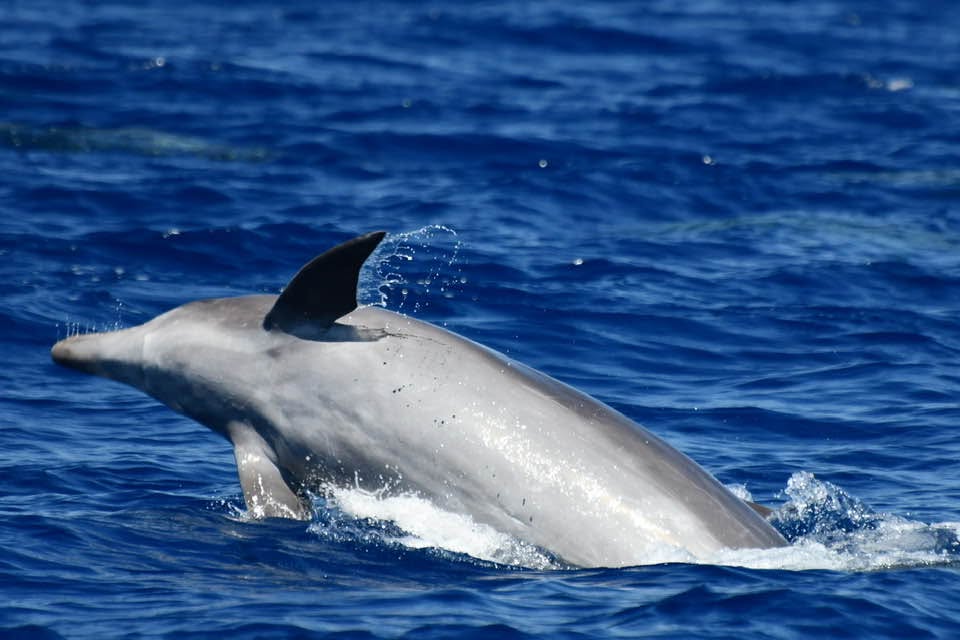 Faune du lagon de Mayotte observée depuis un bateau Sea Blue Safari