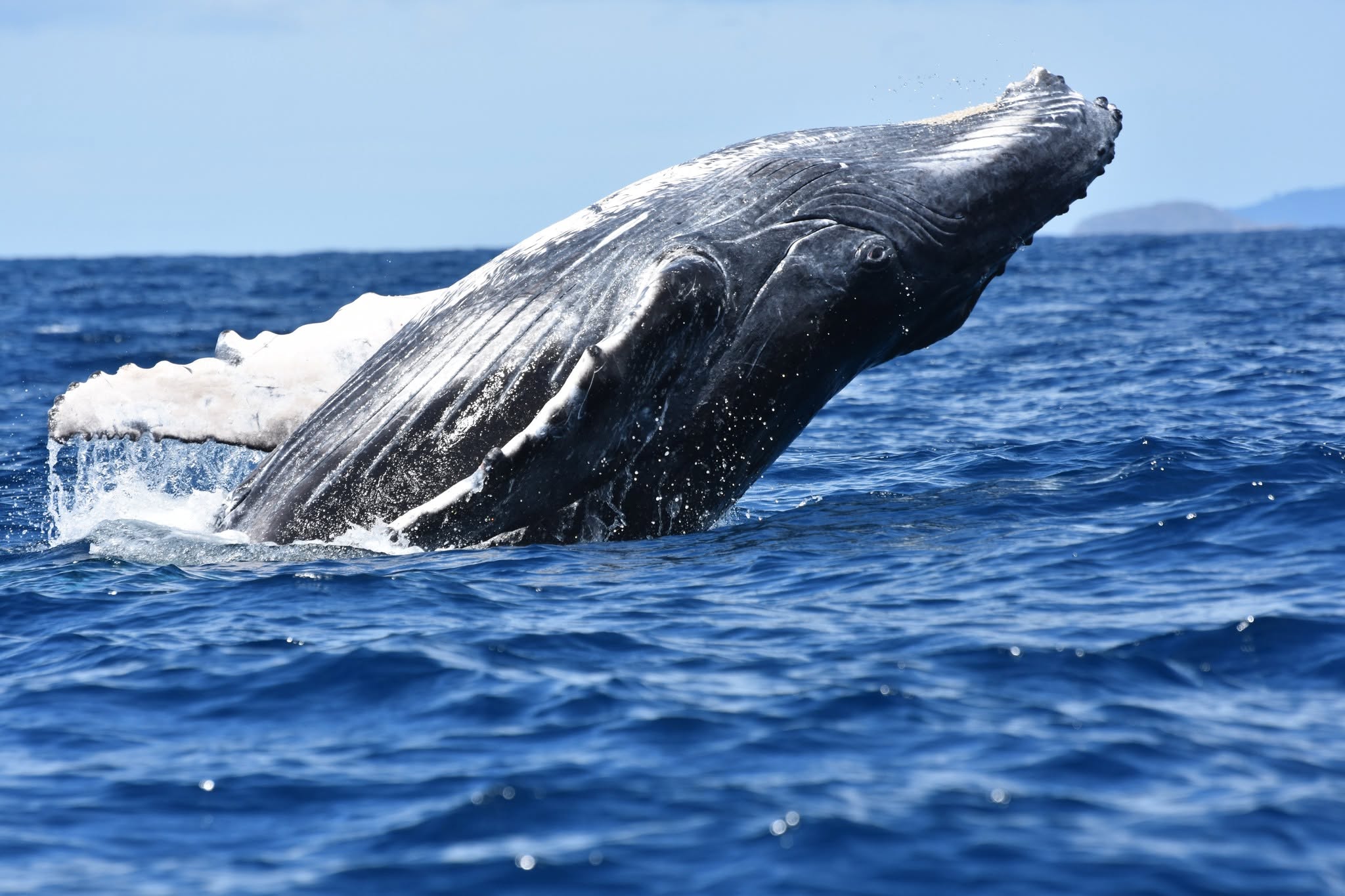 Faune du lagon de Mayotte observée depuis un bateau Sea Blue Safari