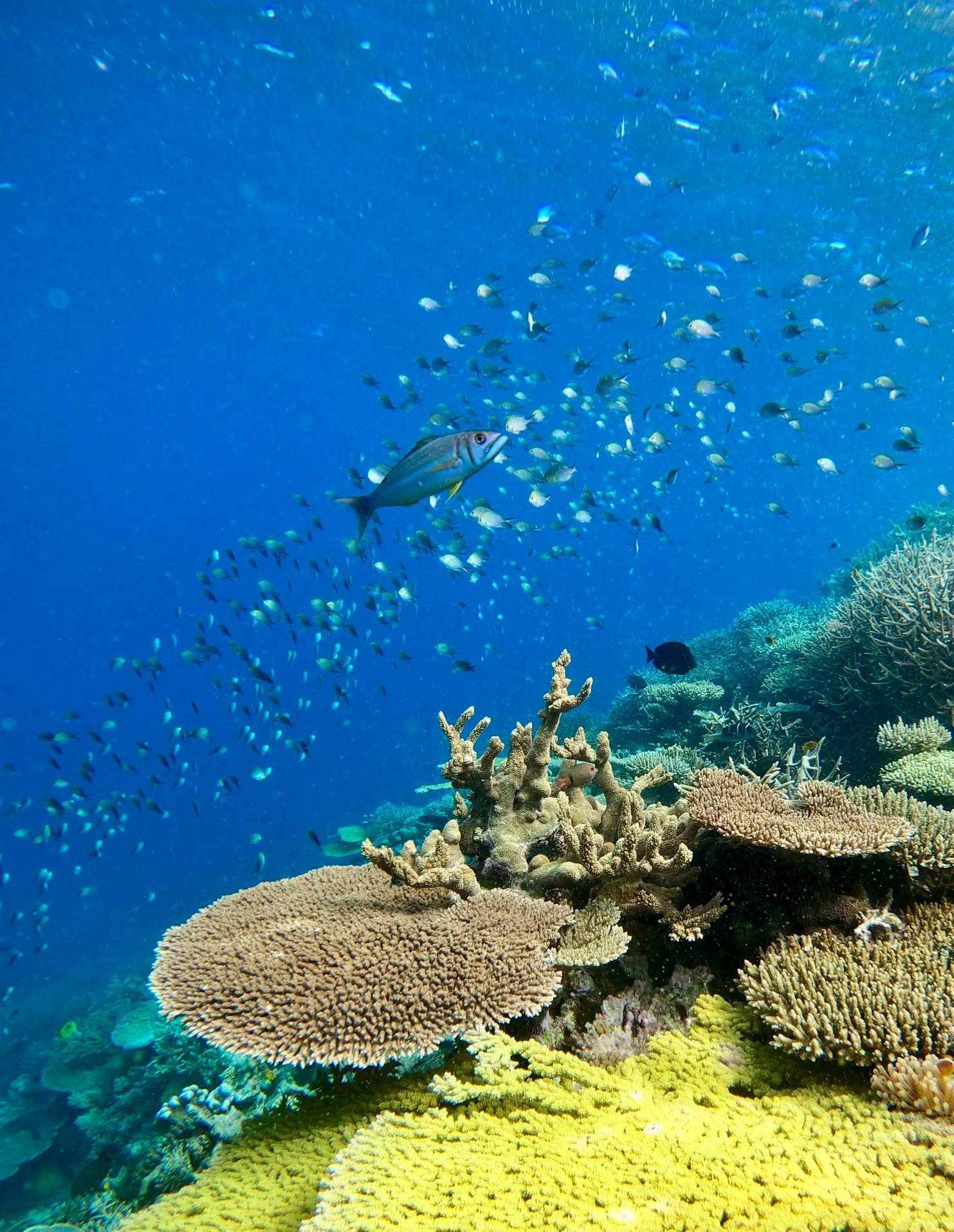 Coraux et bancs de poissons sur un récif du lagon de Mayotte