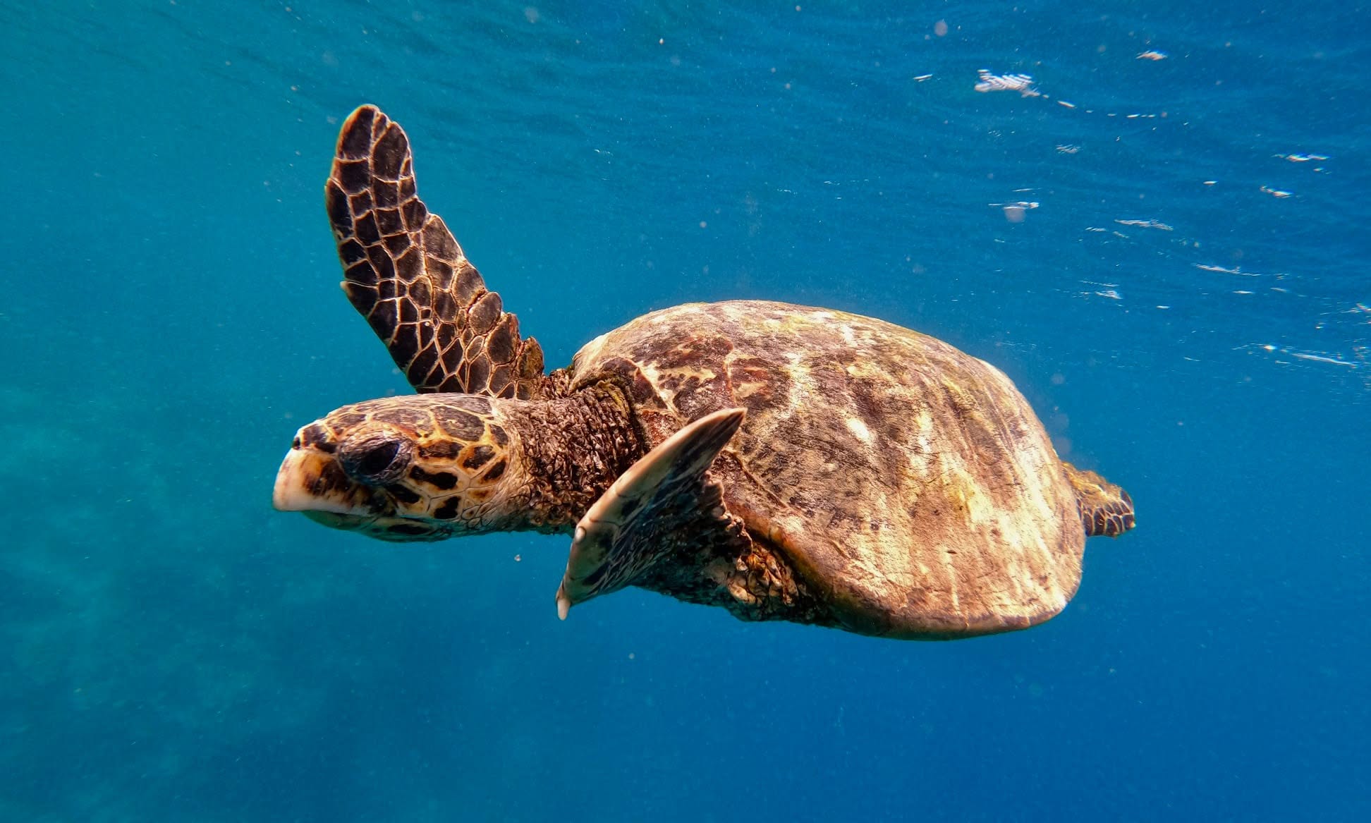 Tortue marine nageant dans les eaux claires du lagon
