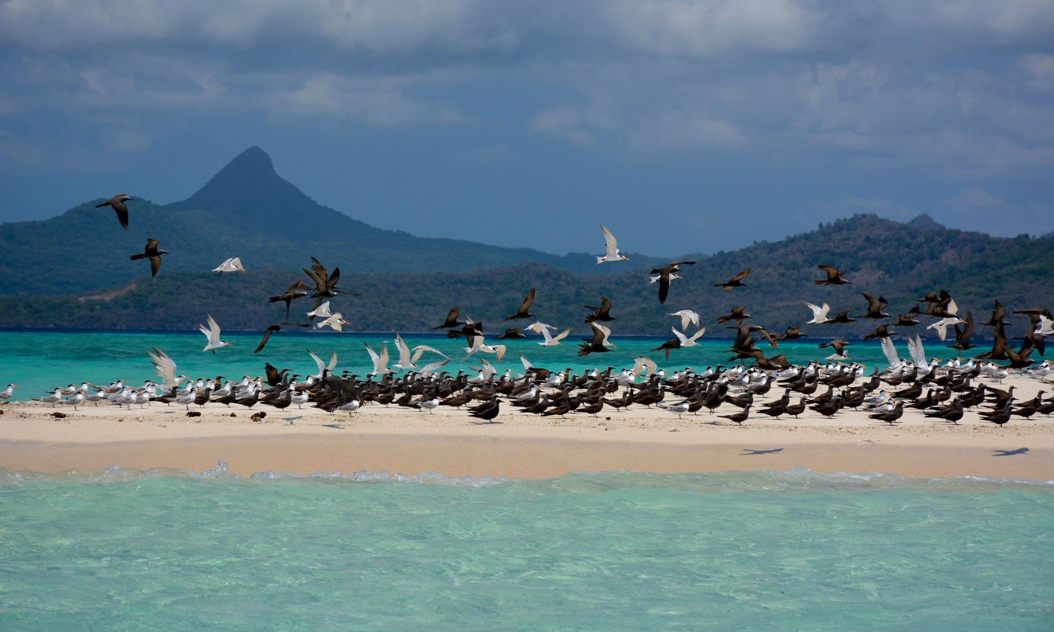 Colonie d'oiseaux marins posée sur un banc de sable, les reliefs de Mayotte en fond