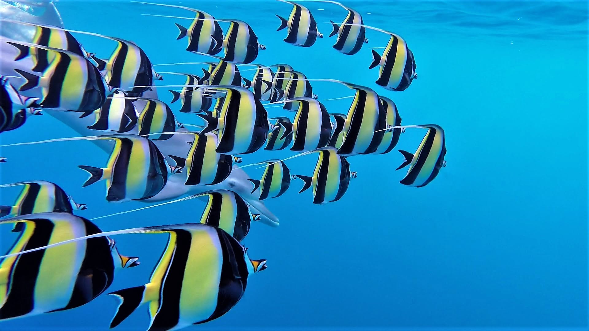 Banc de poissons sur un récif du lagon