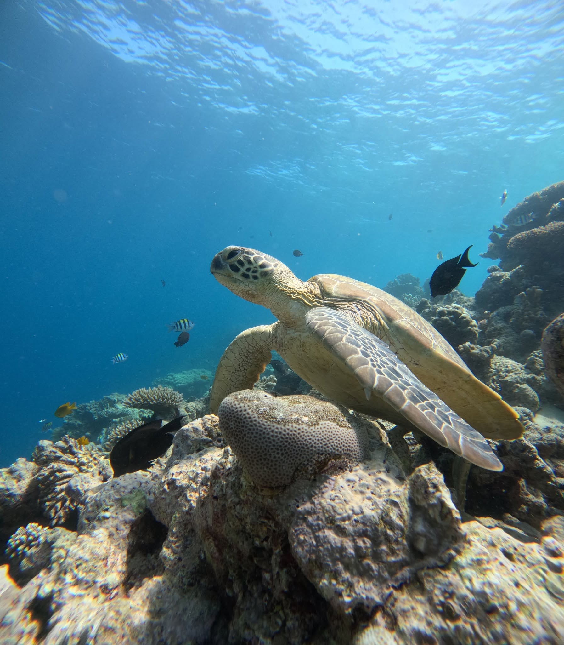 Tortue marine observée dans le lagon de Mayotte