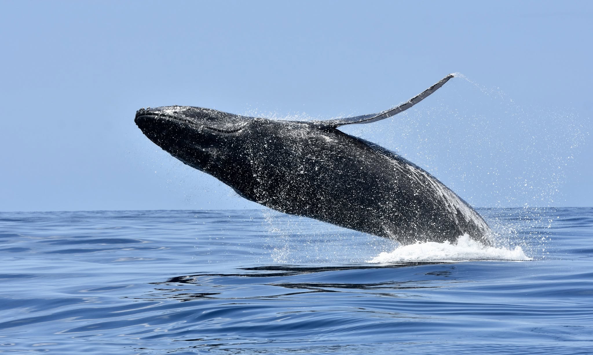 Baleine à bosse croisée au large de Mayotte